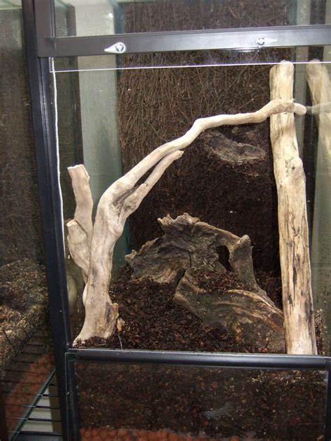 Tropical Vivarium Diy Driftwood Hardscaping Tropical Vivarium