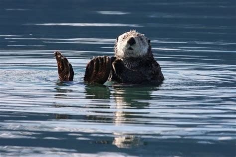 La Nutria Características Hábitat Reproducción Alimentación