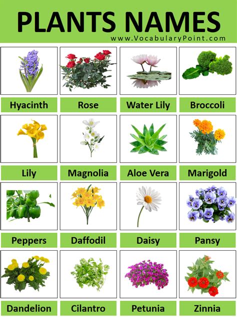 200 All Plant Names With Pictures Plant Names A To Z Vocabulary Point