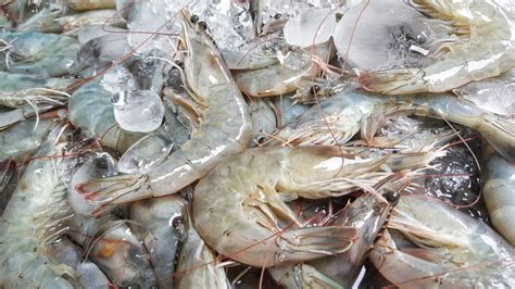 How To Tell If Frozen Shrimp Is Bad