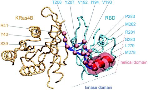 The structural basis for Ras activation of PI3Kα lipid kinase