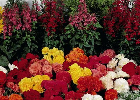 Бегония. Немного о том, как ухаживать за бегонией в домашних условиях ...