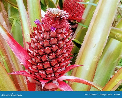 Red Pineapple Stock Photos Download 34850 Royalty Free Photos