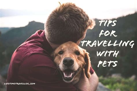 Tips for Travelling with Pets, Your Ultimate Guide - Lifetime Traveller