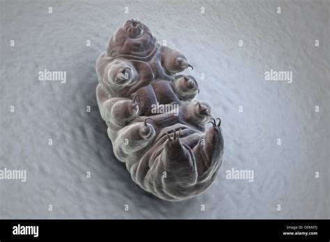 Tardigrade Water Bear Hi Res Stock Photography And Images Alamy