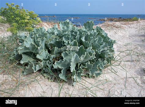 Beach Sea Cabbage Stock Photo Alamy
