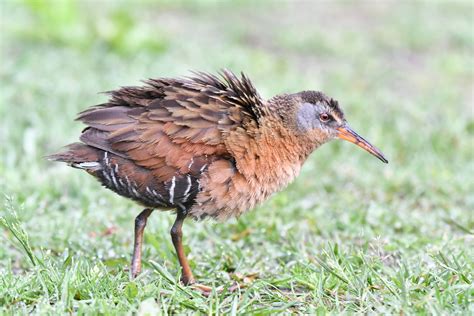 R Le De Virginie Virginia Rail Rallus Limicola R Serve Flickr