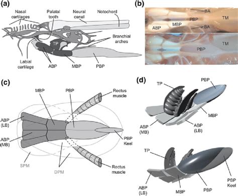 5 Morphology Of The Cranial Skeleton And Basal Plate In The Hagfish A