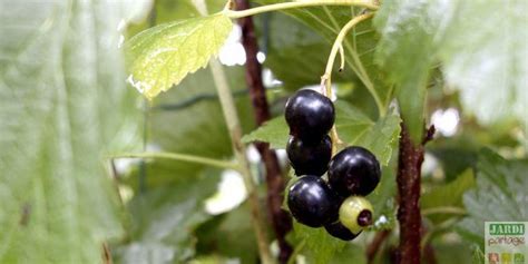 Taille Du Cassis Quand Et Comment Faire Jardipartage