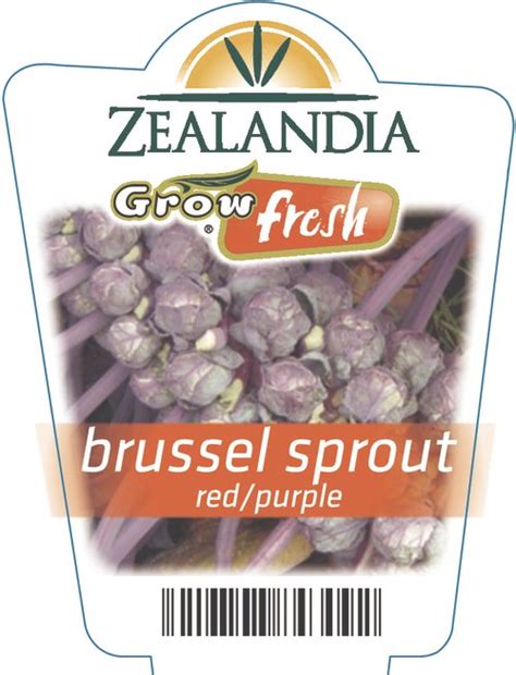 Brussel Sprout Redpurple Springvale Garden Centre