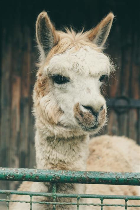 200+ besten Lama Fotos · 100 % kostenloser Download · Pexels Stock-Fotos