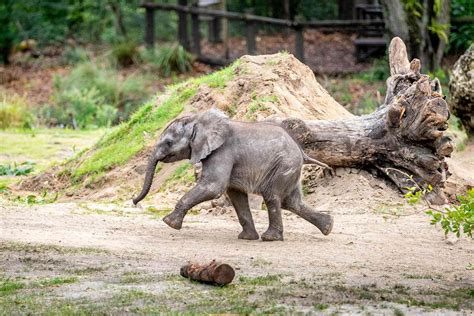 Disney Worlds New Baby Elephant Makes Her Debut At Animal Kingdom Park