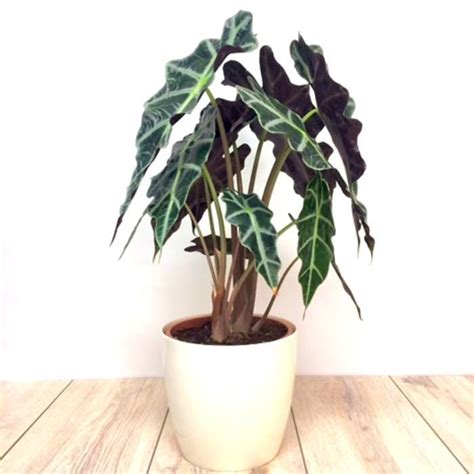 Alocasia Polly 17 Cm Compre Barato Em Plantazon Pt