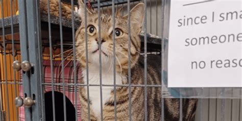 Shelter cat goes viral after staff place brutally honest description on ...