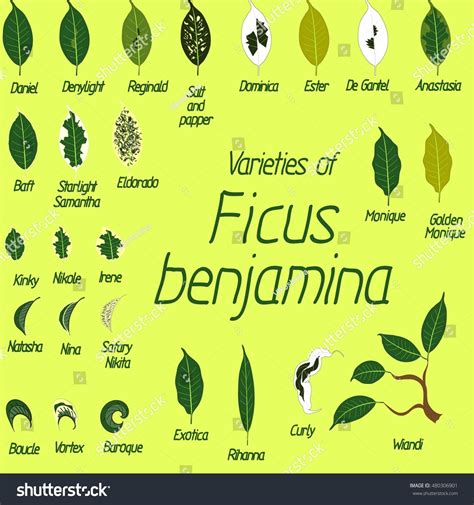 Collection Vector Leaves Different Varieties Ficus Stock Vector