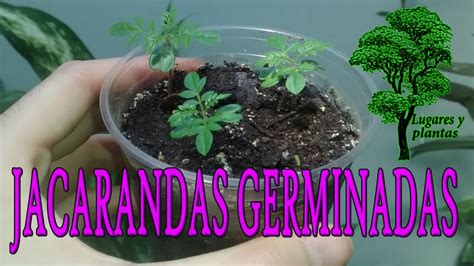 C Mo Germinar Semillas De Jacarand Nucleo Jardin