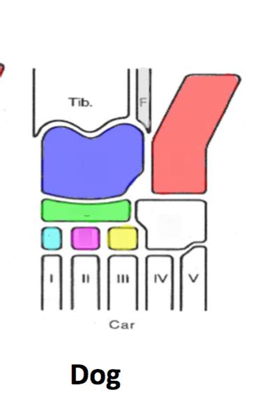 Dog Tarsus Diagram Quizlet