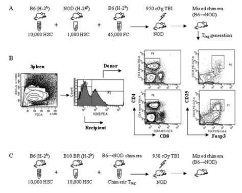 Facilitating Cells Induce Regulatory T Cell Generation A In B Nod