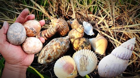 HUNTING SNAIL Wadidaw Wow Mencari Cangkang Bekicot Albino Keong Siput