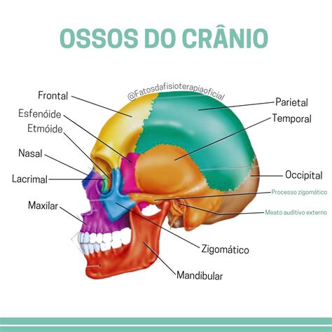 Vista Anterior Do Cranio Librain