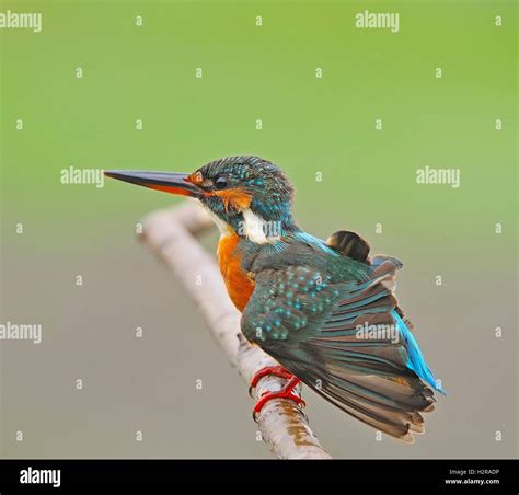 female Common Kingfisher Stock Photo - Alamy