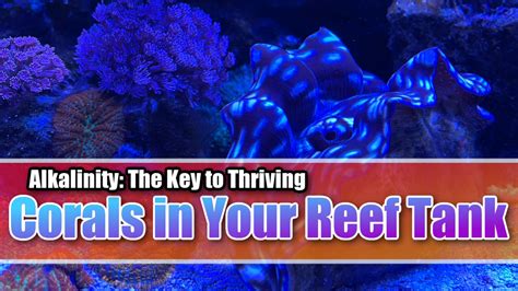 Alkalinity The Key To Thriving Corals In Your Reef Tank Mad Hatter S Reef Tank