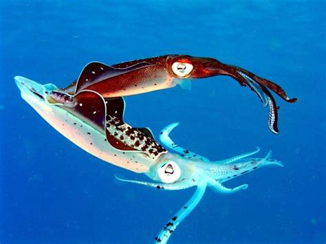 Caribbean Reef Squid – "OCEAN TREASURES" Memorial Library