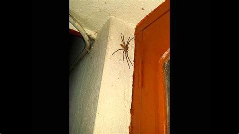 Giant Spider On The Wall Of House Youtube