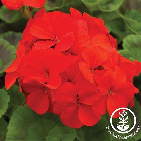 Geranium Flower Seeds Pinto Premium Series Flower Gardening Seed