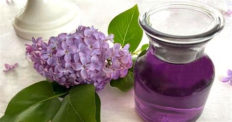 Lilac Simple Syrup Edible Flowers Emilyfabulous