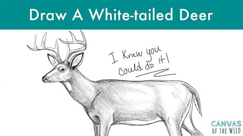 How To Draw A White-tailed Deer - YouTube