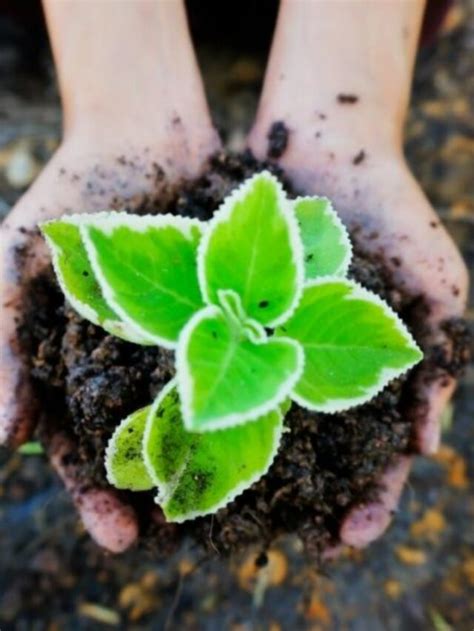 A Guide To Nurturing Amazing Indoor Ferns - Days in Garden