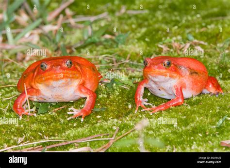 Tomato Frogs Dyscophus Antongilii Madagascar Stock Photo Alamy