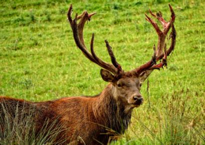 Ciervos Conoce Sus Caracter Sticas H Bitat Y Curiosidades Fauna Lovers