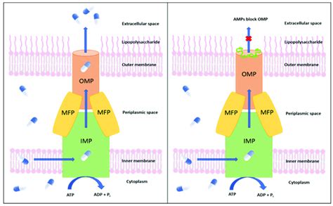 Left Schematic Representation Of An Efflux Pump In Candidatus Download Scientific Diagram