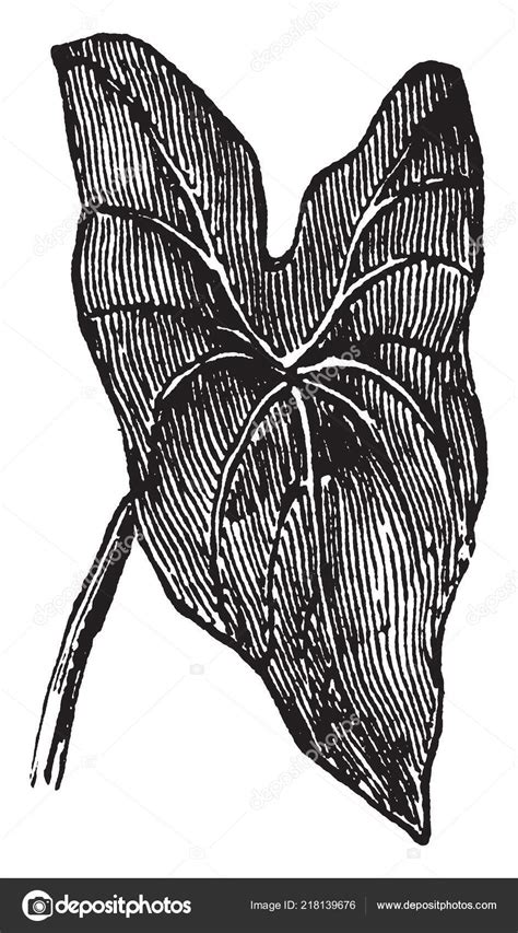 Sagittate Leaf Leaf Shaped Triangular Vintage Line Drawing Engraving