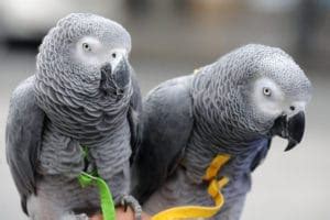 Successfully Breeding African Grey Parrots | BeChewy