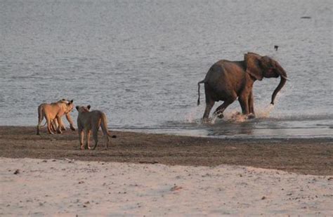 Brave elephant emerges victorious after fighting off 14 hungry lions ...