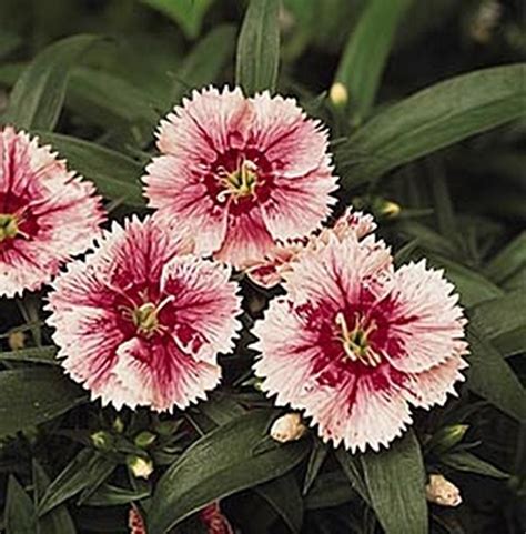 Dianthus Ideal Series White Fire Annual Seeds