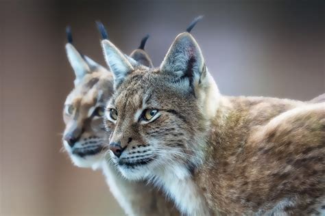 Eurasian Lynx Wallpapers Hd Desktop And Mobile Backgrounds