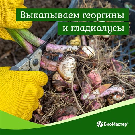 Почвобрикет - отличный выбор для ваших растений!