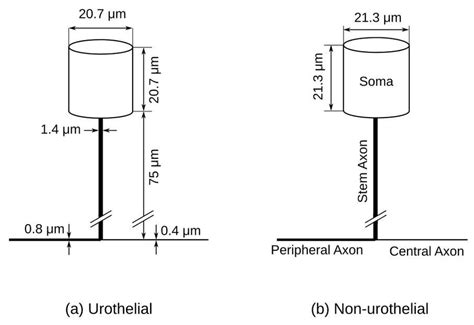 computational morphology  uan  nuan neuron  scientific