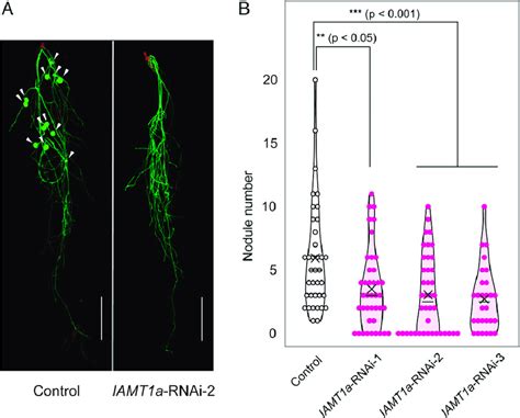 Iamt1a Rnai Inhibits Nodulation A Representative Phenotype Of Hairy