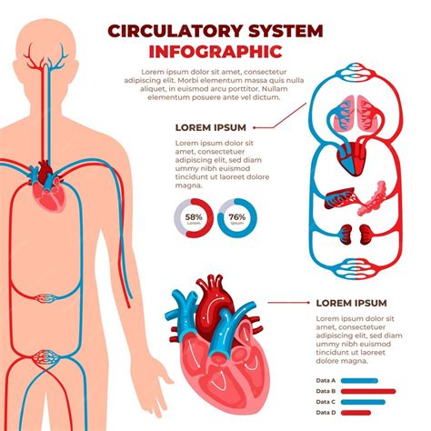 Free Vector Flat Circulatory System Infographic