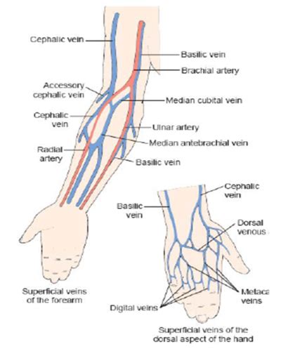 Best Veins For Iv