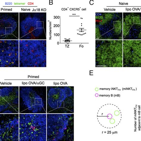 Ag Presenting B Cells Are Required For Recall Ab Responses A Inkt Fh