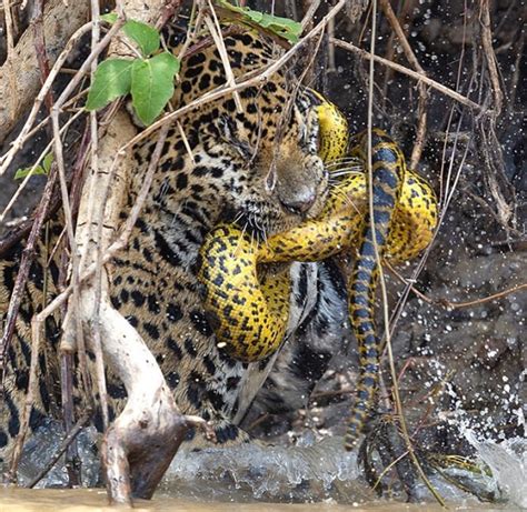 Biodiversidade Brasileira on Twitter Duelo de gigantes Onça pintada