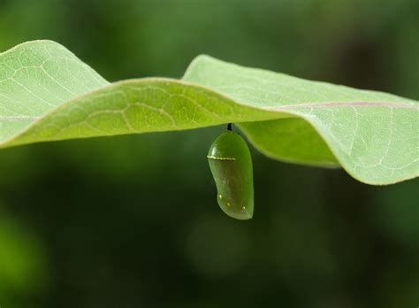 Monarch Butterfly Chrysalis Chrysalis Under Milkweed Leaf Flickr