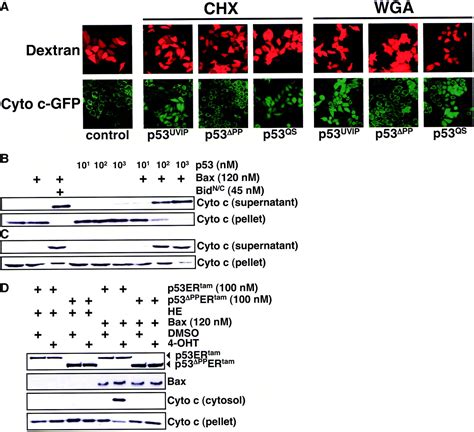 Direct Activation Of Bax By P53 Mediates Mitochondrial Membrane