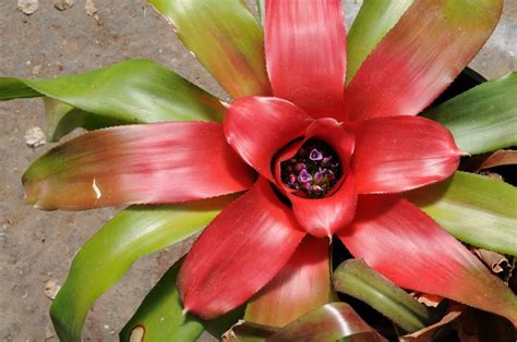 Neoregelia L B Sm Plants Of The World Online Kew Science